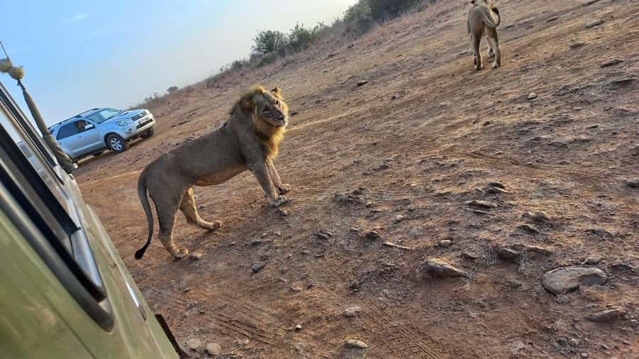 Nairobi: Half-Day Game Drive at Nairobi National Park - The Kazuri Beads Factory adds a different kind of stop