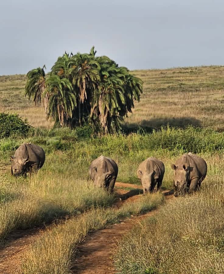 Nairobi: Half-Day Game Drive at Nairobi National Park - What the $60 price really means
