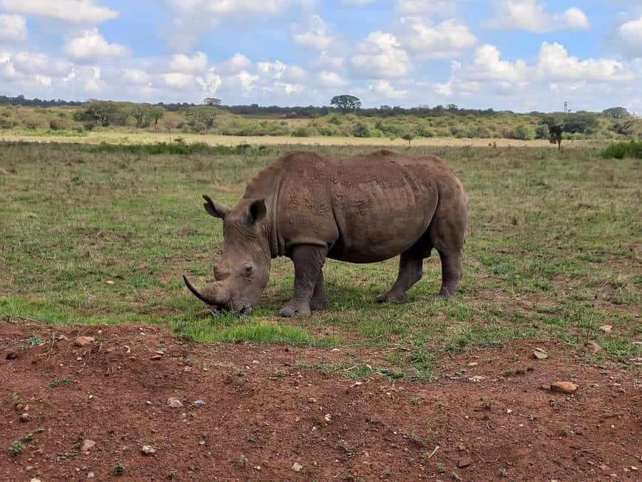 Nairobi: Half-Day Game Drive at Nairobi National Park - Who will get the most from this trip