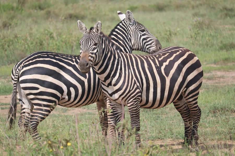 Nairobi: Half-Day Game Drive at Nairobi National Park - The open-roofed van and the ride to the gate