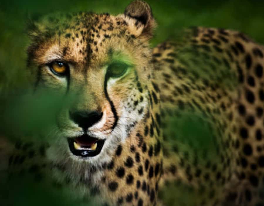 Nairobi: Half-Day Nairobi National Park Private Safari - Key points to know before you book