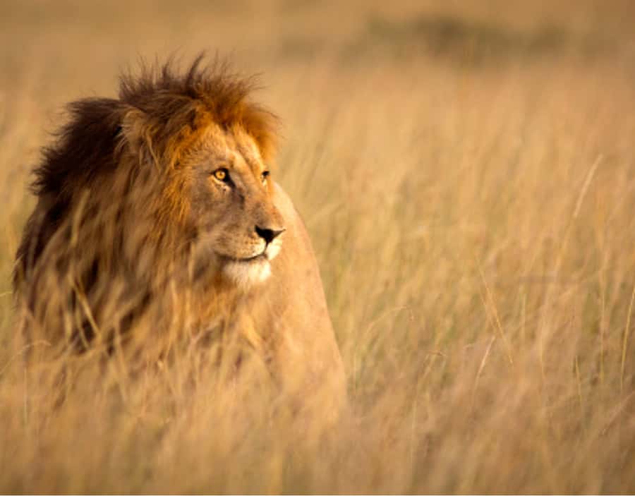 Nairobi: Half-Day Nairobi National Park Private Safari - Why Nairobi National Park makes a smart first safari