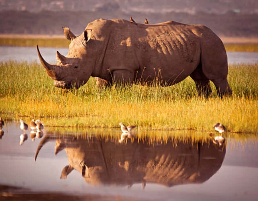 Nairobi: Half-Day Nairobi National Park Private Safari - The four to five hour game drive