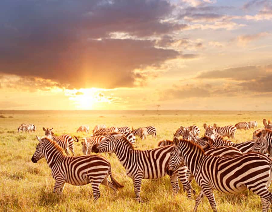 Nairobi: Half-Day Nairobi National Park Private Safari - Optional Giraffe Centre and elephant orphanage visits
