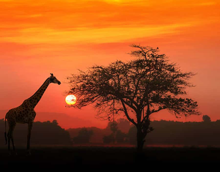 Nairobi: Half-Day Nairobi National Park Private Safari - What the $130 price really covers
