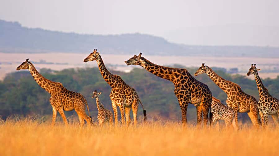 Nairobi: Half-Day Nairobi National Park Private Safari - Pickup from Nairobi hotels or the airport
