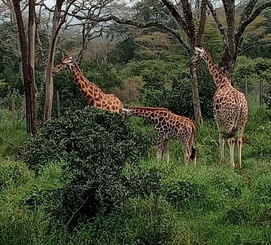 Nairobi: Hell's Gate National Park and Lake Naivasha Tour - Cycling through Hell’s Gate National Park