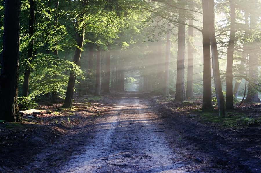 Nairobi: Karura Forest Guided Walking Tour - Starting at International House or Gate A