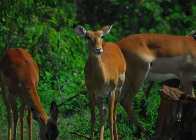 Karura Forest Guided Walking Tour