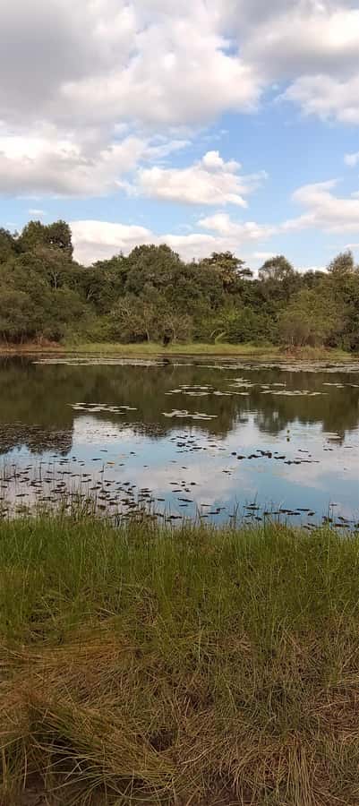 Nairobi: Karura Forest Guided Walking Tour - Monkeys, Canopy, and Forest Sounds