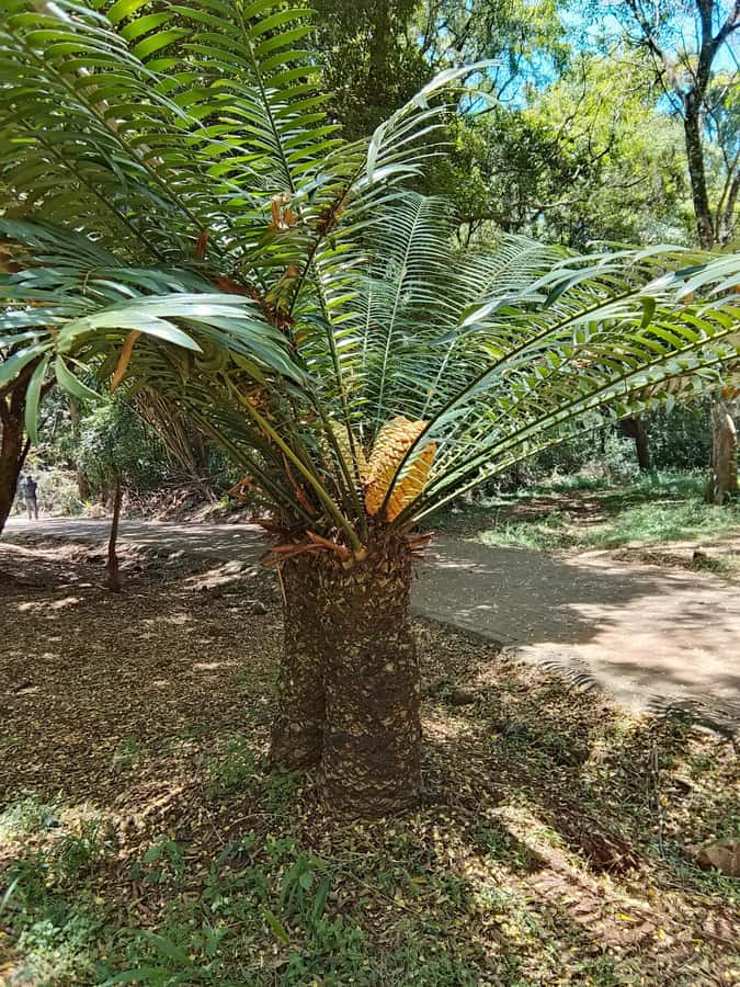 Nairobi: Karura Forest Guided Walking Tour - Is $51 a Fair Price?