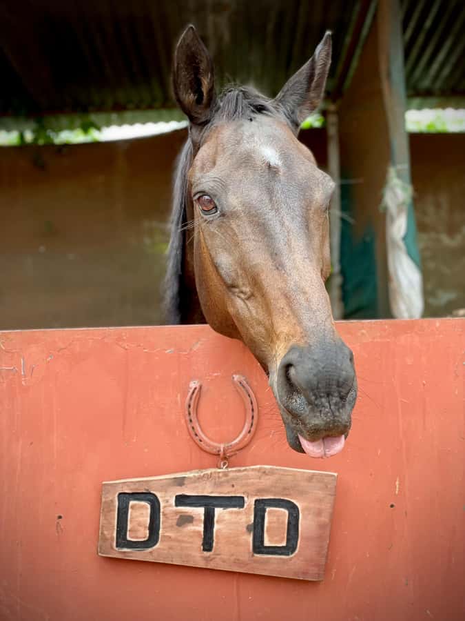 Nairobi: Karura Forest Horseback Riding Tour - Following the 90-minute forest route