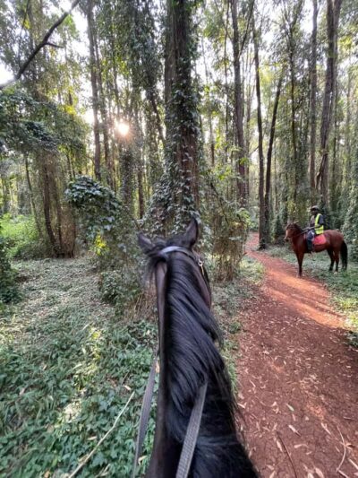 Karura Forest Horseback Riding Tour