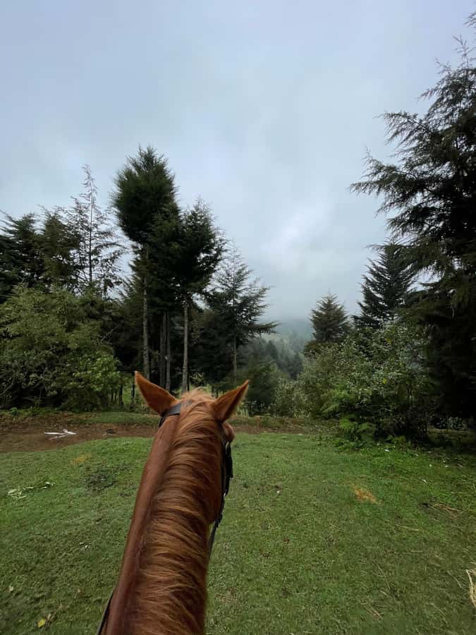 Nairobi: Karura Forest Horseback Riding Tour - How experienced riders should set expectations