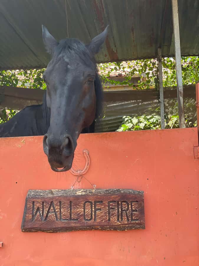 Nairobi: Karura Forest Horseback Riding Tour - What to wear and bring