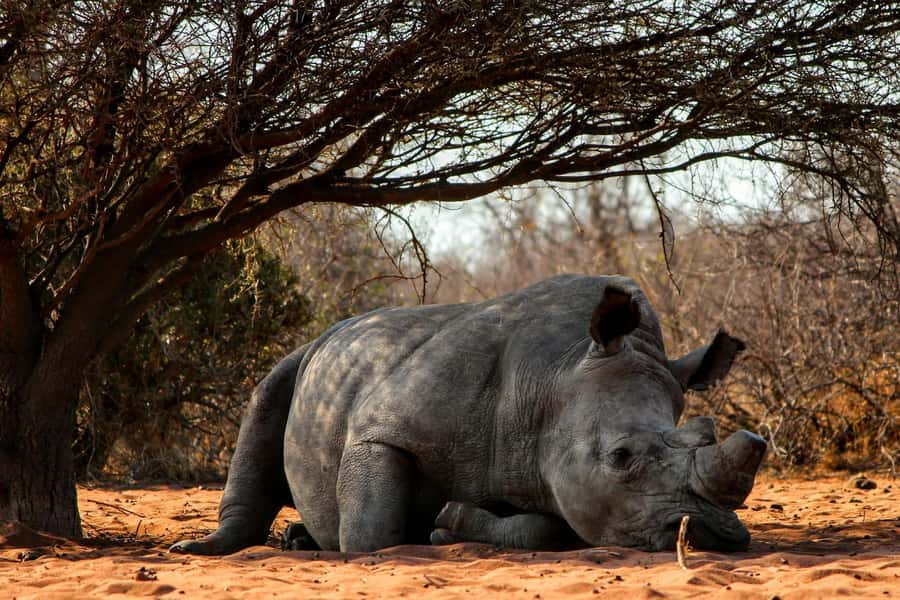 Nairobi : Nairobi National Park: 5- hours Guided Game Drive - Key points to know before booking
