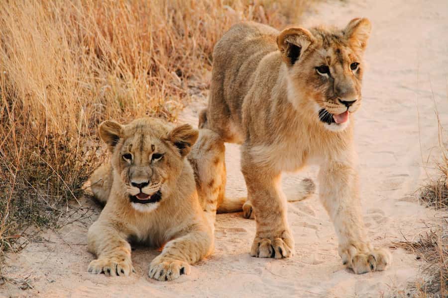 Nairobi : Nairobi National Park: 5- hours Guided Game Drive - Four hours among Nairobi’s wildlife