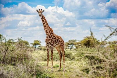 Nairobi National Park: 5- hours Guided Game Drive