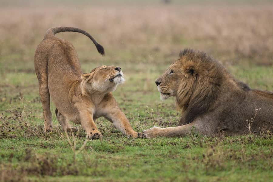 Nairobi : Nairobi National Park: 5- hours Guided Game Drive - Morning or afternoon: choosing the better departure