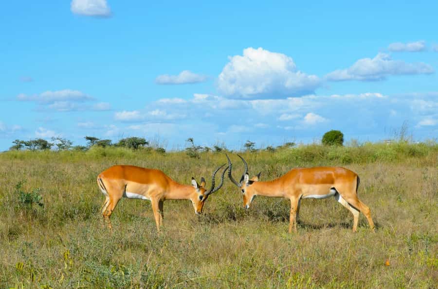 Nairobi : Nairobi National Park: 5- hours Guided Game Drive - What the $45 price really buys you