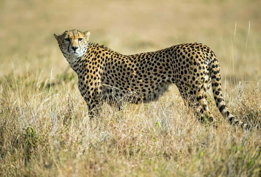 Nairobi : Nairobi National Park: 5- hours Guided Game Drive - The guide can shape the whole outing