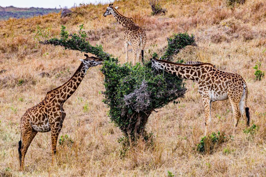 Nairobi : Nairobi National Park: 5- hours Guided Game Drive - Who will get the most from this half-day safari