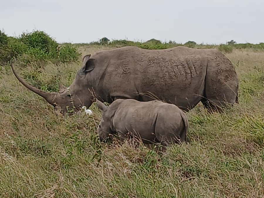 Nairobi : Nairobi National Park: 5- hours Guided Game Drive - Cancellation, language, and what to bring