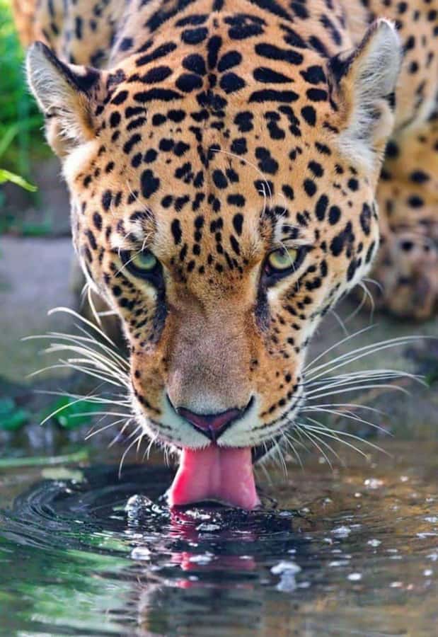 Nairobi: Nairobi National Park Half-Day Game Drive - A safari only minutes from Nairobi
