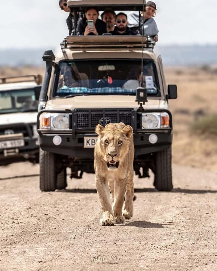 Nairobi: Nairobi National Park Half-Day Game Drive - What the morning and afternoon options mean