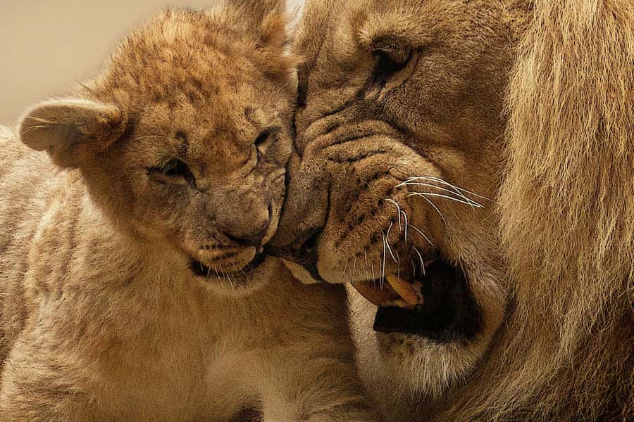 Nairobi: Nairobi National Park Half-Day Game Drive - The guide makes the difference