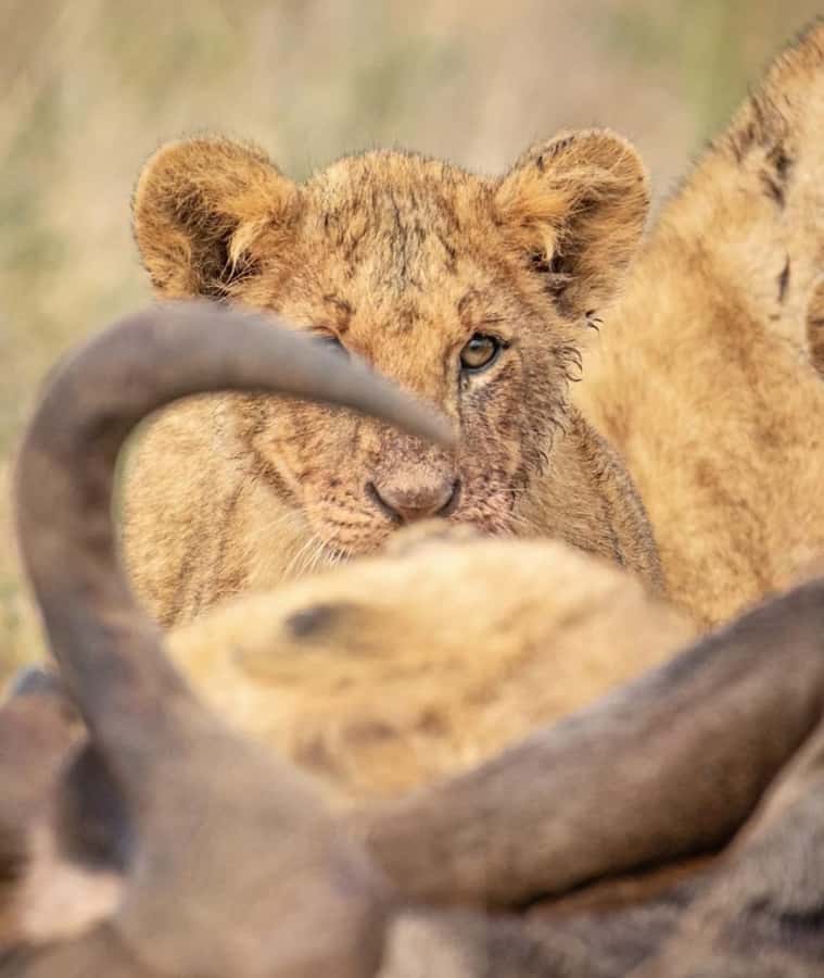 Nairobi: Nairobi National Park Half-Day Game Drive - Vehicle comfort is worth checking first