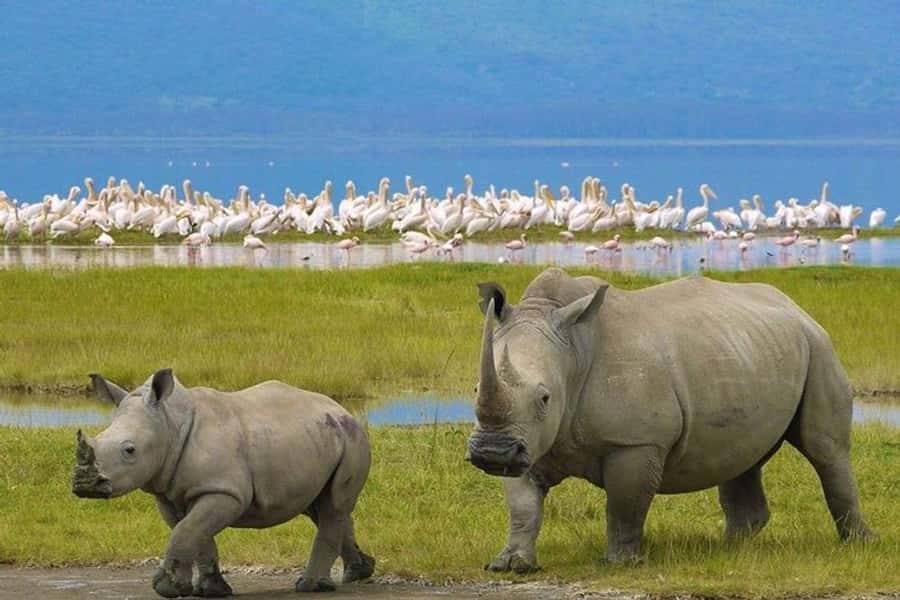 Nairobi: Nakuru National Park and Lake Naivasha Day Tour - Key points to know before booking