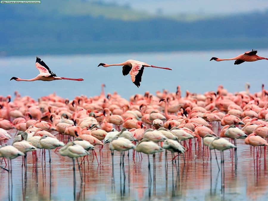 Nairobi: Nakuru National Park and Lake Naivasha Day Tour - Nairobi to the Great Rift Valley viewpoint
