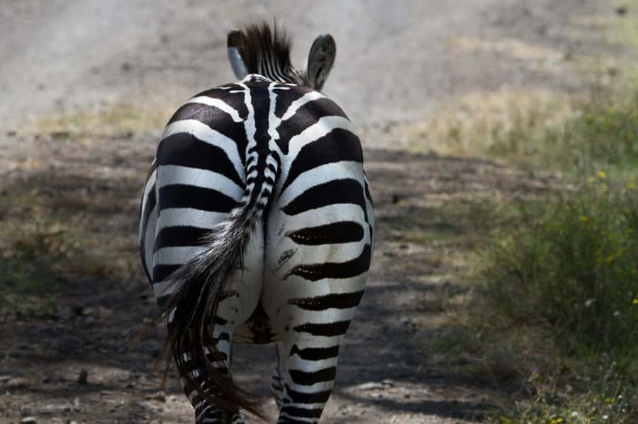 Nairobi: Nakuru National Park and Lake Naivasha Day Tour - The transfer from Nakuru to Lake Naivasha