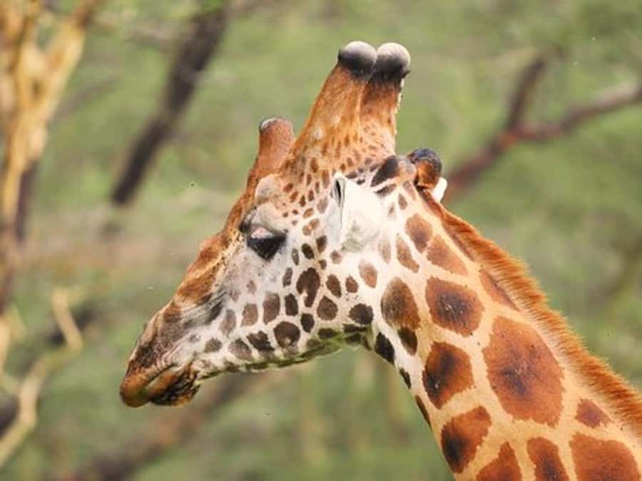 Nairobi: Nakuru National Park and Lake Naivasha Day Tour - Lake Naivasha by boat