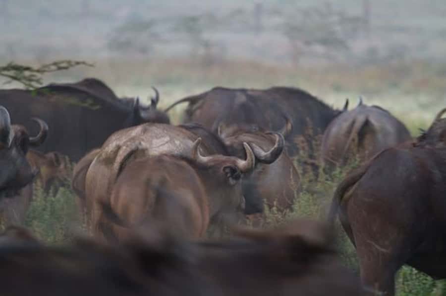 Nairobi: Nakuru National Park and Lake Naivasha Day Tour - What the private setup is worth at $215