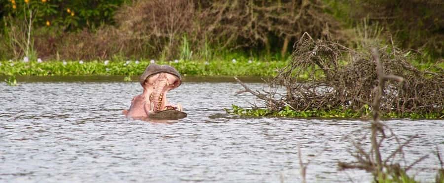 Nairobi: Nakuru National Park and Lake Naivasha Day Tour - Who will enjoy this day most