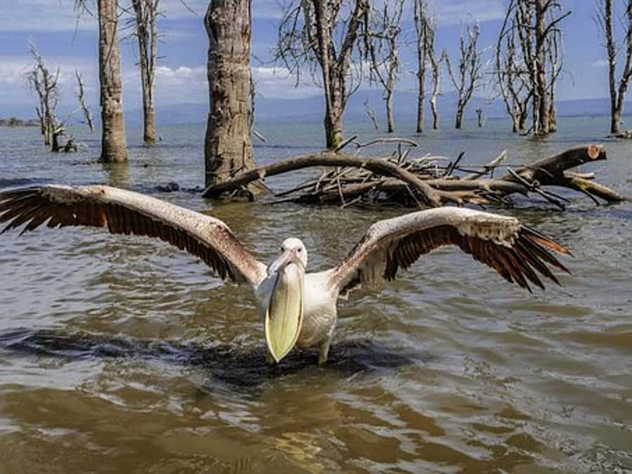 Nairobi: Nakuru National Park and Lake Naivasha Day Tour - Entering Lake Nakuru National Park around 9:00 a.m.