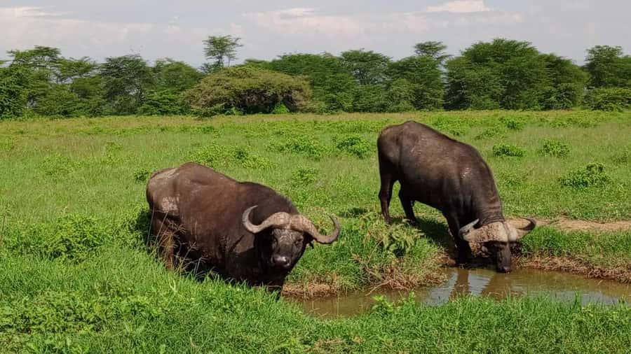Nairobi National Park 5-hour Guided Game Drive Free Pick up - Key points to know before booking