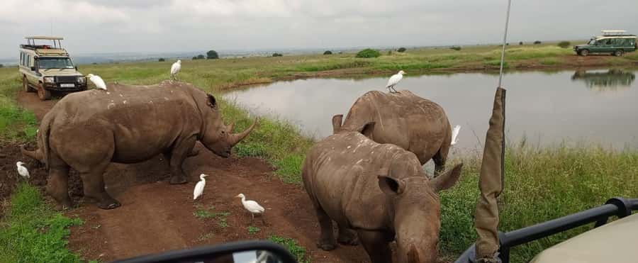 Nairobi National Park 5-hour Guided Game Drive Free Pick up - Five hours inside Nairobi National Park
