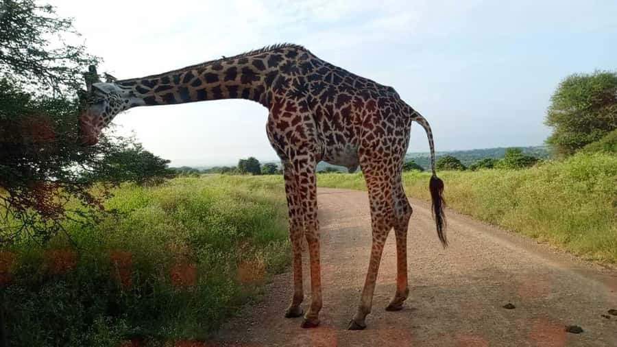 Nairobi National Park 5-hour Guided Game Drive Free Pick up - The city skyline changes the safari experience