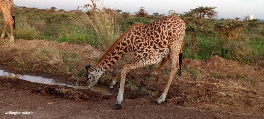 Nairobi National Park 5-hour Guided Game Drive Free Pick up - Kobe Tough Beads & Leather adds a local craft stop