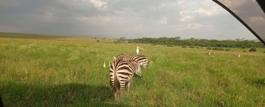 Nairobi National Park 5-hour Guided Game Drive Free Pick up - Shared, small-group, or private vehicle?