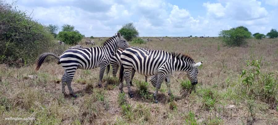 Nairobi National Park 5-hour Guided Game Drive Free Pick up - What the $37 price really buys you