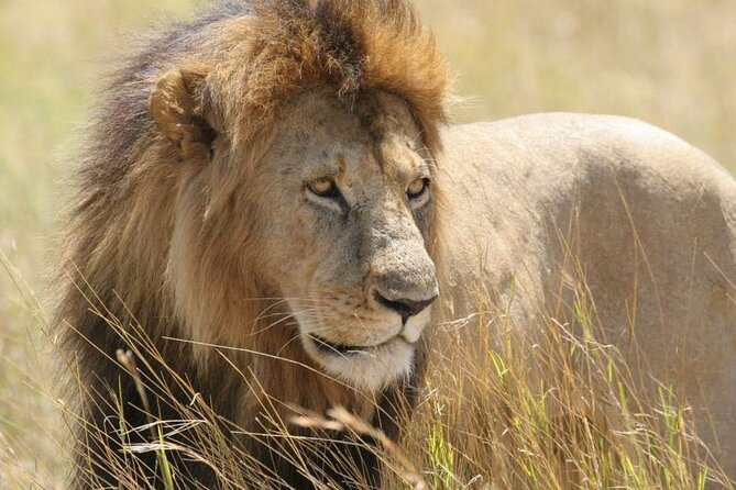 Nairobi National Park 6 am Group-Joining Game Drive - Why this Nairobi safari works in a city schedule