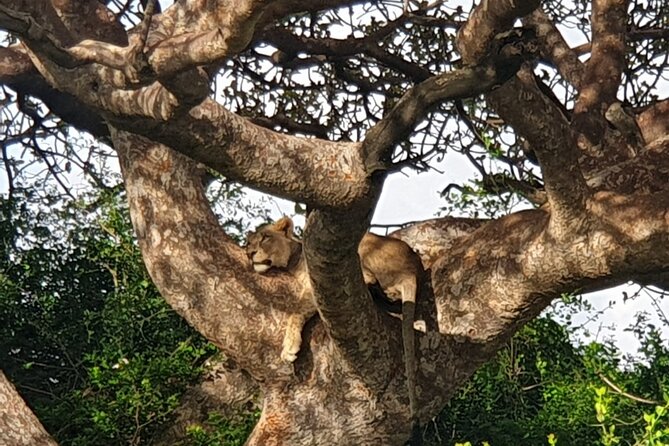 Nairobi National Park 6 am Group-Joining Game Drive - The city views and coffee stop after wildlife