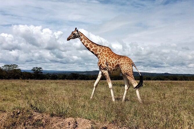 Nairobi National Park 6 am Group-Joining Game Drive - What the $40 price really covers