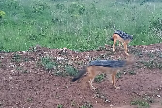 Nairobi National Park 6 am Group-Joining Game Drive - Booking details worth checking