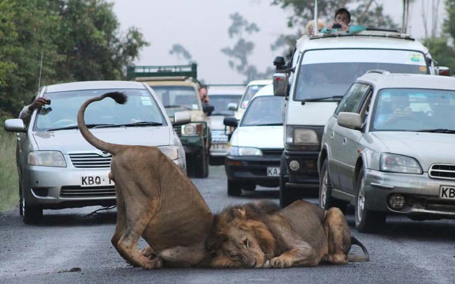 Nairobi National Park –Adventure at City’s Edge Free PickUp - Guide quality and what to confirm