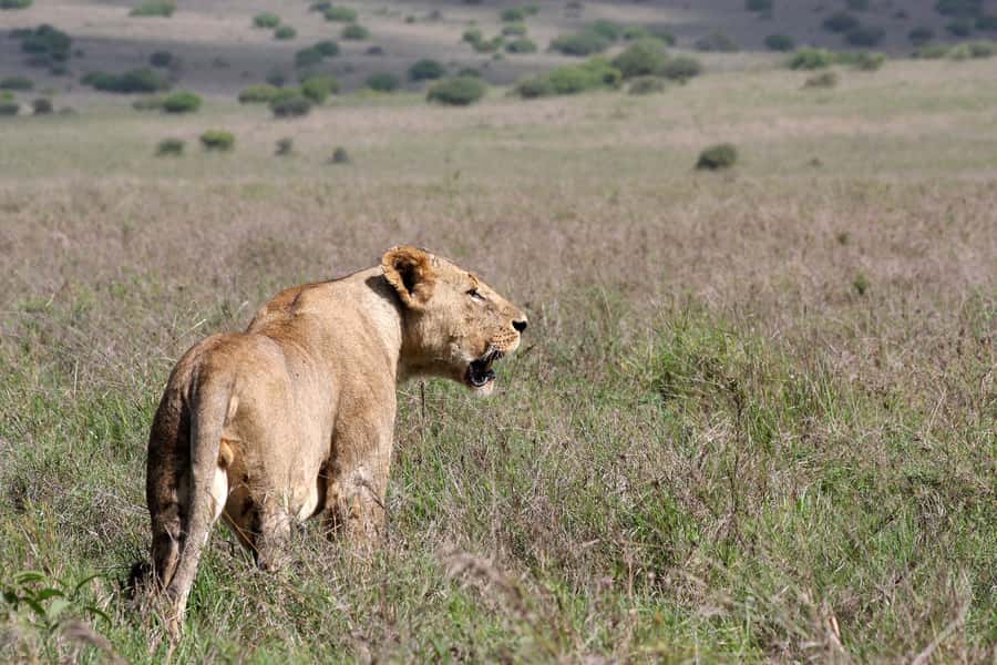 Nairobi National Park –Adventure at City’s Edge Free PickUp - How to prepare for the drive
